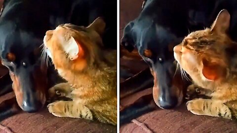 Cat Licking the Dog In the form of affection