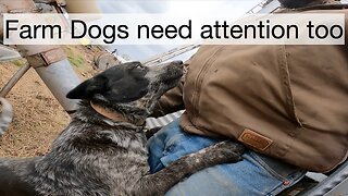 Farm Dogs need attention too