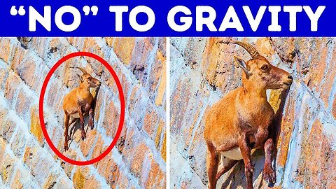 15 Animals That Do Impossible Things