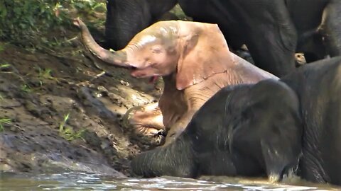 Pink baby elephant spotted swimming in the African wild
