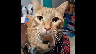 Silly munchkin cat throwing around his toy