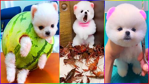 Cute but funny dogs (animal)