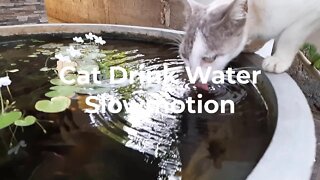 Cute Cat Drink Water - Slow-motion Video