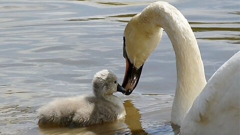 Super Cute Baby Swan Cygnet shows Mum how to look for food.