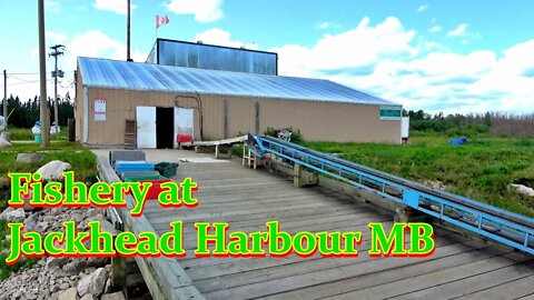 Fishery at Jackhead Harbour MB The Outdoor Adventures Vlog#1855