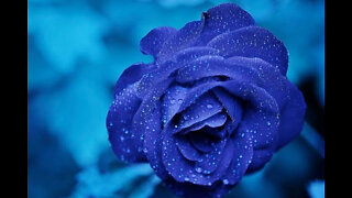 The Impeccable Blue Rose