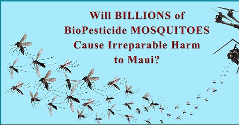 Update On Maui Wolbachia Bacteria Injected Mosquito Release!