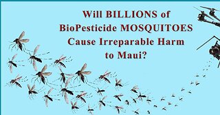Update On Maui Wolbachia Bacteria Injected Mosquito Release!