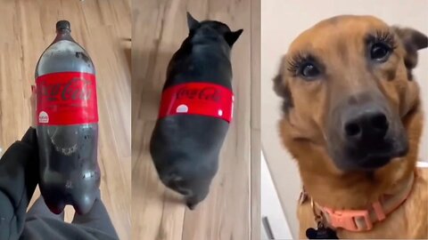 Caught on Camera Hilarious Funny Dog Videos You Can't Help But Watch Again and Again