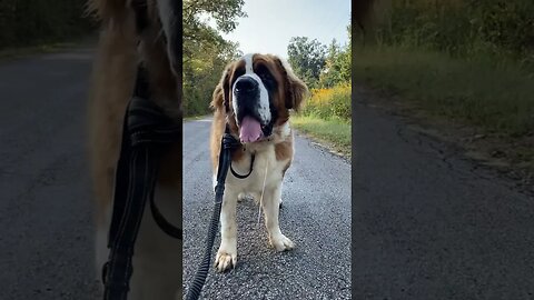 Our Boys Have Drool for Days #dog #drooling #stbernard