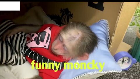 Animals video funny video moncky video