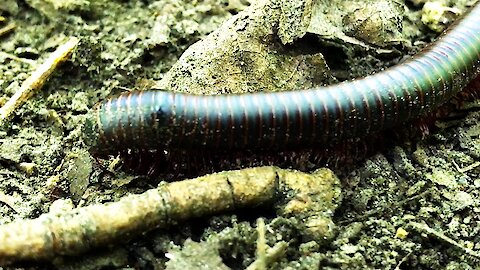 Close-up look at millipede's mesmerizing leg movement