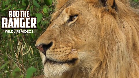 Three Male Lions With A Lioness | Maasai Mara Safari | Zebra Plains