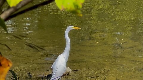 Snuck up on a Great White Egret 👍🙏