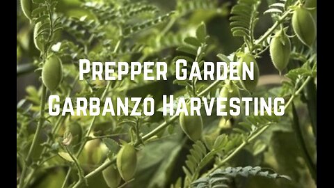 Prepper Garden: Garbanzo Harvesting