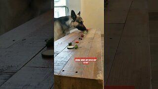 Who will be the last one standing? 🍓🥕 #shorts #funny #cute #dog #dogs #doglover #germanshepherd #fyp