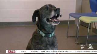 Adoption Option: Onyx at the Midlands Humane Society