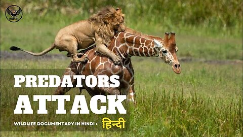 Predators Attack - Wildlife Documentary in Hindi