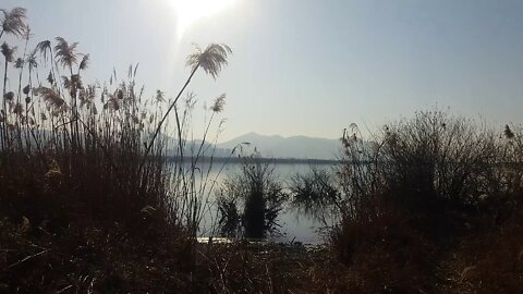 If you walk along the reed forest path