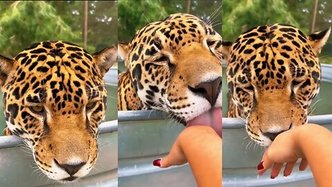 Jaguar kisses and boop!