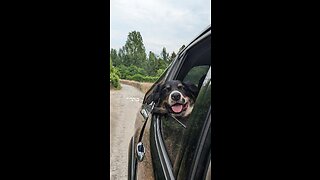 Border Collie Puppy Dog Head out of car window