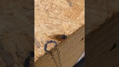Finger on the Buzzer [ Cicada ] Hilarious!
