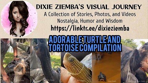 Adorable Turtle and Tortoise Compilation!