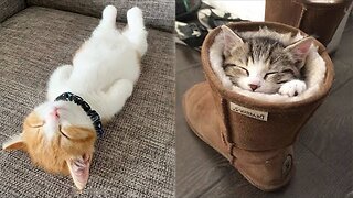 😍 Kittens Sleeps Sweetly | Cute Kittens | Cute Moment of Sweetie Animals