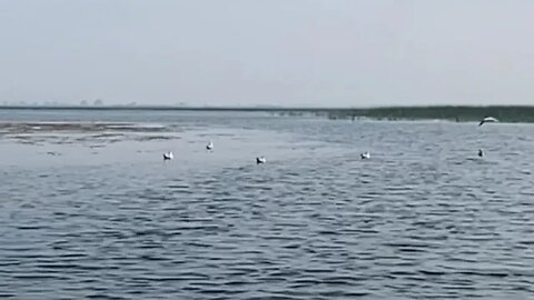 Boating at Nalsarovar lake. (WhatsApp +917940326837)