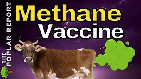 Poisoning Beef To “Save” The Planet & Food Shortage Updates! The Methane Vaccine! - Poplar Report
