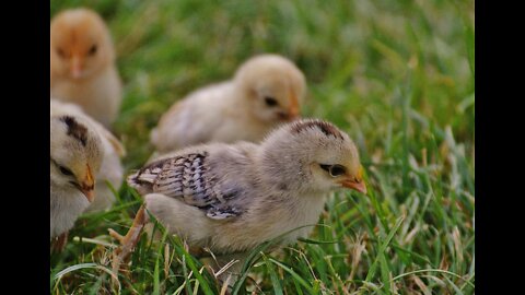 cute and adorable chicks