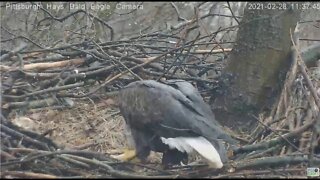 Hays Eagles Mom gulps down a fish Dad brought 2021 02 28 11:36AM