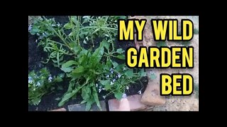 My Wild Garden Bed - Ann's Tiny Life and Homestead