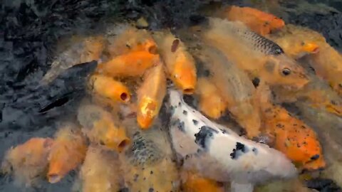 Lots of colorful koi carp fish in a farm pond feeding