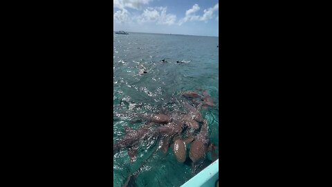 Swimming with sharks