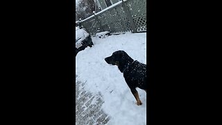 Dog enjoying a snow day out