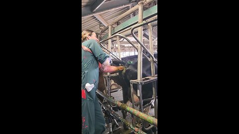Artificial insemination on cows 🐄