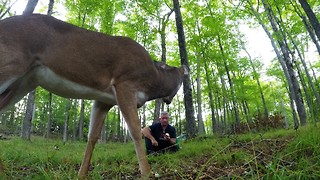 Man crunches apples in forest, deer comes to share