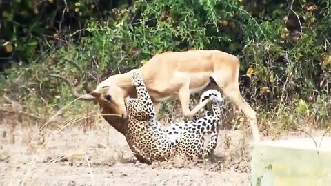 Tiger 🐯 attacked to Deer 🦌 and killed brutally...#rumble