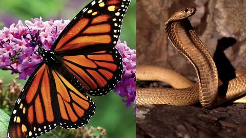 AN INTERESTING HISTORY ON BUTTERFLIES AND SNAKES!