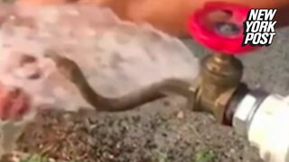 Snake in a Drain? Cobra flies out of outdoor faucet