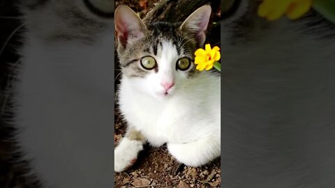 Cute little kitten have a unique color of eyes |Funny cute pets lovers | #Shorts