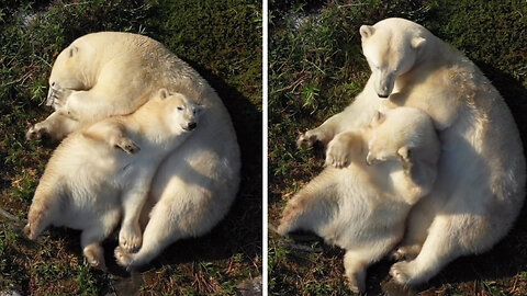 Mama bear and baby bear sleeping together