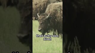 American Bison - A Brief Overview