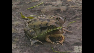 Three-Headed Frog
