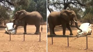 Elephant goes on destructive rampage, completely destroys vehicle