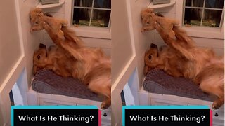 Funny Acts: My Dog Puppy Life is Pretty Simple