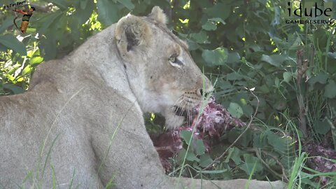 Daughters Of The Mapogo Lions - Rebuilding The Othawa Pride - 75: Finishing A Kudu