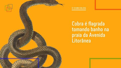 Cobra é flagrada tomando banho na praia da Avenida Litorânea