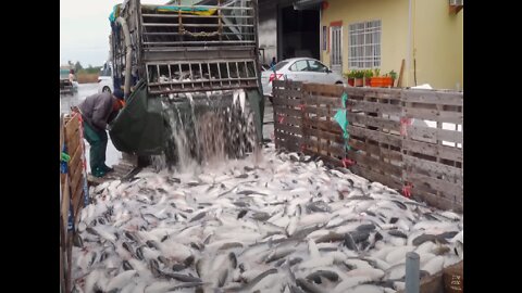 Amazing Skill！Fish Cutting Skills, Various Fish Catch 驚奇的台灣美食！ 魚的切割技能